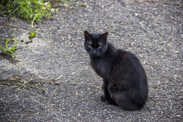 Gato Preto Sentado Estrada Asfalto — Fotografia de Stock