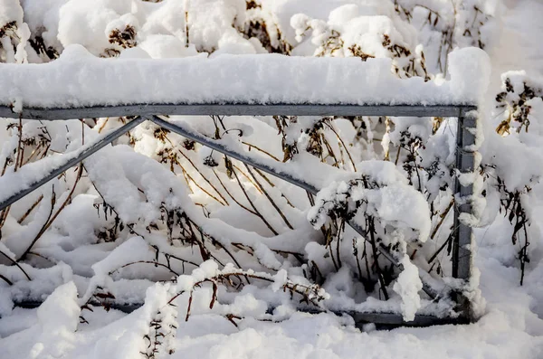 植物の多くの雪でクローズ アップ冬の背景 — ストック写真