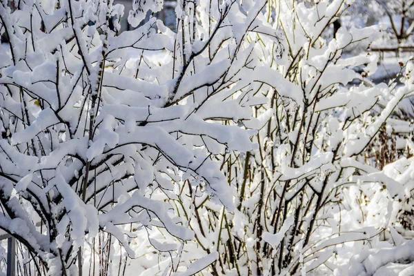 植物の多くの雪でクローズ アップ冬の背景 — ストック写真