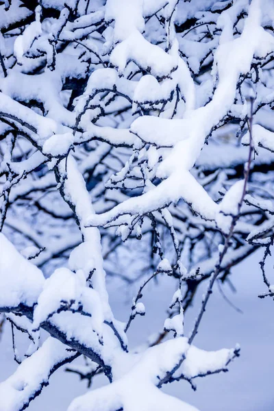 植物の多くの雪でクローズ アップ冬の背景 — ストック写真