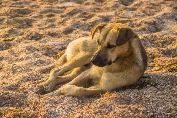 Primer Plano Perro Mestizo Playa Del Mar — Foto de Stock