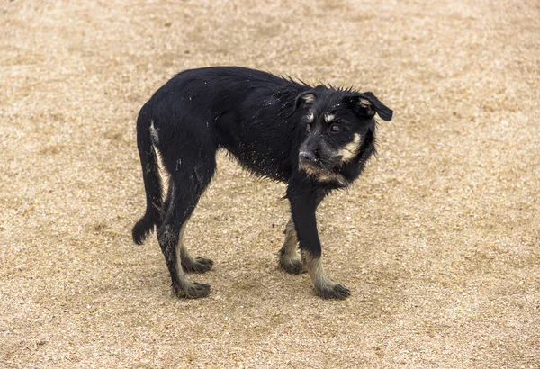 Negro Primer Plano Perro Mestizo Playa — Foto de Stock