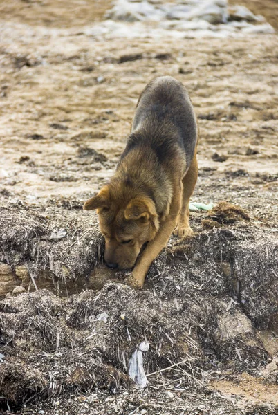 Close Mongrel Dog Digging Sand Sea Beach — Stock Photo, Image