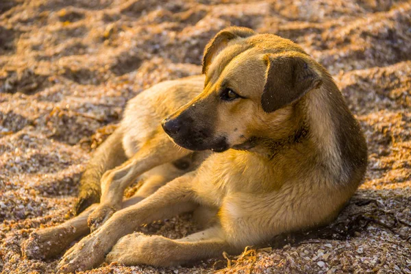 Close Mongrel Dog Sitting Beach — Stock Photo, Image