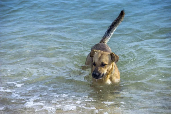 Primer Plano Perro Mestizo Nadando Agua Mar —  Fotos de Stock