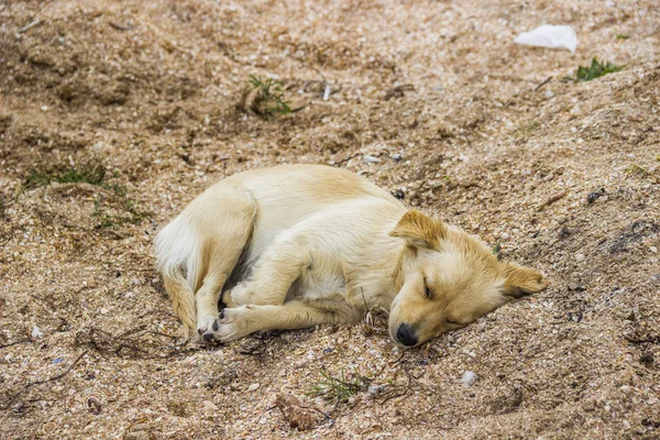 Primer Plano Perro Mestizo Durmiendo Playa — Foto de Stock