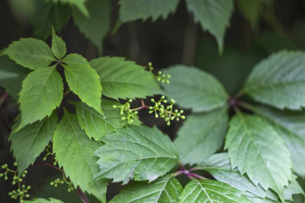 Zbliżenie Liście Zielone Niedojrzałe Owoce Dzikich Winogron — Zdjęcie stockowe