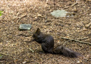 Ormana yakın çekim Karpat squirell (Sciurus vulgaris carpathicus)