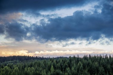 Spruce Karpat Ormanı ve Bulutları Geniş Görüş