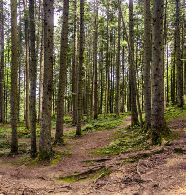 Ukrayna Karpatları 'nda bir ladin ormanı.