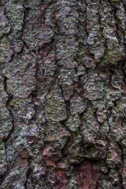 Yakın plan desenli ladin kabuğu.