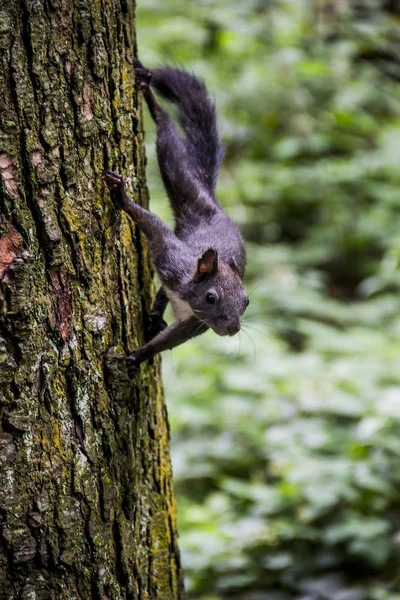 Wirydarz Góry Karpackie Squirell Sciurus Vulgaris Carpathicus Jodły — Zdjęcie stockowe