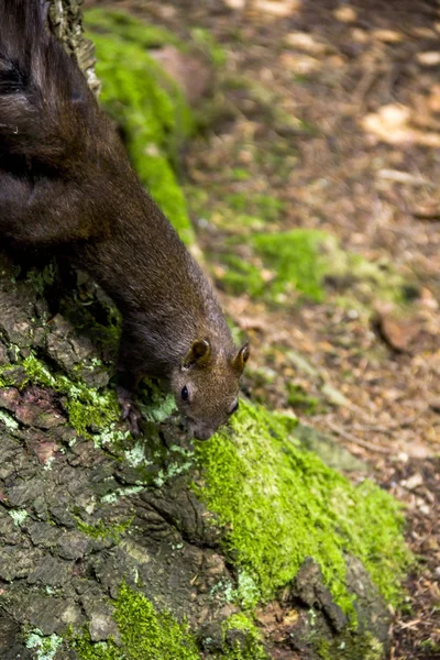 Wirydarz Góry Karpackie Squirell Sciurus Vulgaris Carpathicus Jodły — Zdjęcie stockowe