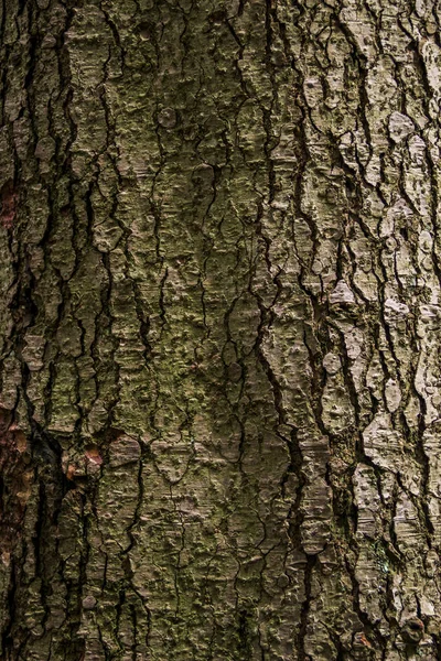 Close Textured Bark Spruce Tree — Stock Photo, Image