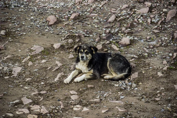 Close Mongrel Dog Laying Rural Road — Stock Photo, Image