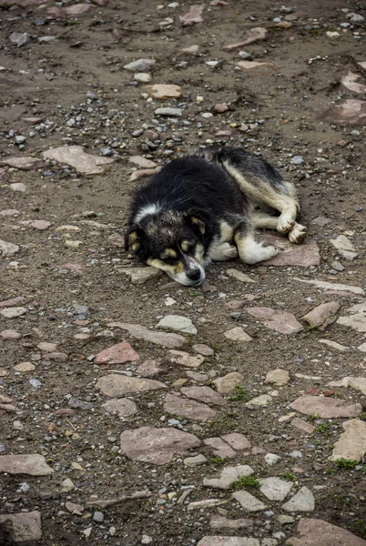 Close Mongrel Dog Sleeping Rural Road — Stock Photo, Image