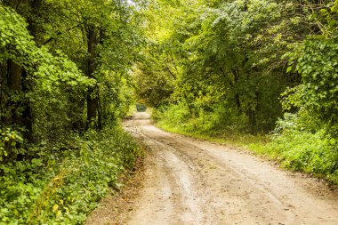 yolun ormandaki ağaçların arasındaki