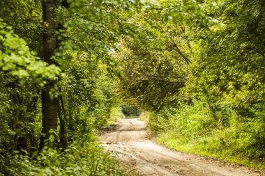 yolun ormandaki ağaçların arasındaki