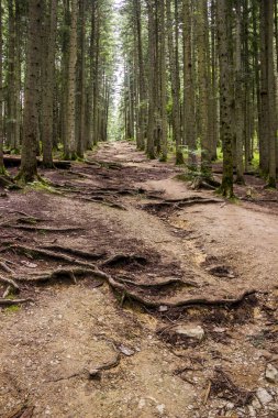 Ukrayna Karpatlar çam ormanında yürüyüş iz