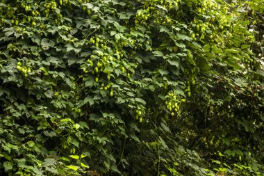 Şerbetçi otu bitki vahşi üzerinde büyüyen atlama