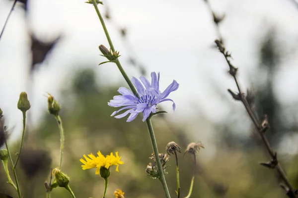 Nahaufnahme Blühende Blaue Blume Des Chicorée Cichorium Und Gelbe Blume — Stockfoto