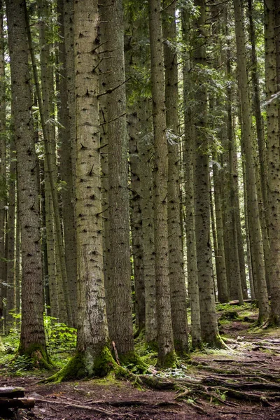 Une Forêt Épinettes Dans Les Carpates Ukrainiennes — Photo