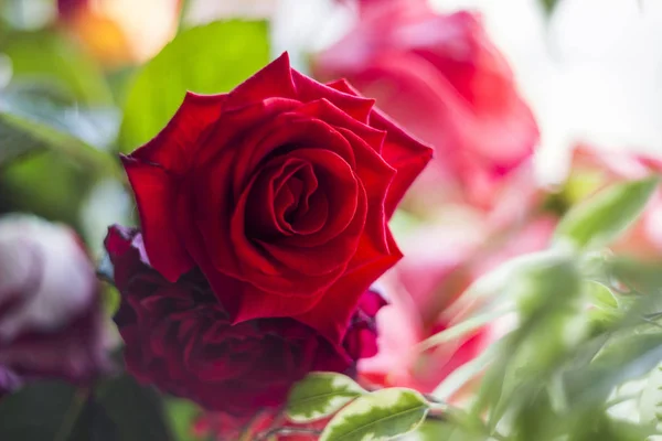 Närbild Ett Huvud Blommande Röd Blomma Ros — Stockfoto