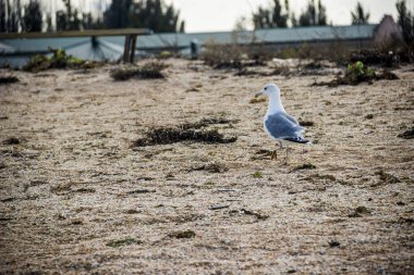 yakın çekim bir bir ince gagalı martı (Chroicocephalus genei) deniz plaj
