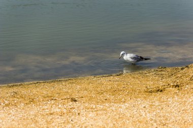 yakın çekim bir bir ince gagalı martı (Chroicocephalus genei) deniz plaj