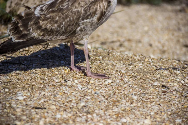 Gros Plan Pied Mouette Heuglin Larus Fuscus Heuglini Sur Plage — Photo