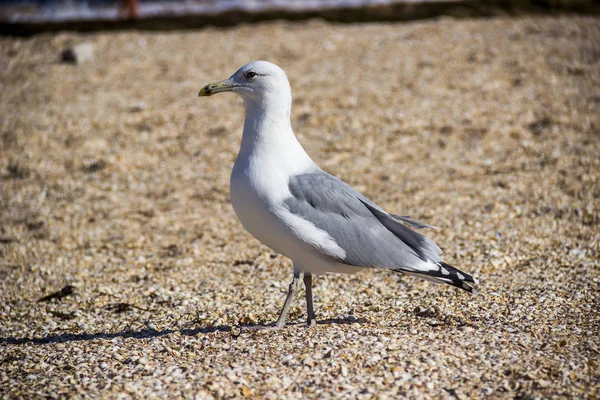 Close Een Een Slender Billed Gull Chroicocephalus Genei Het Zee — Stockfoto