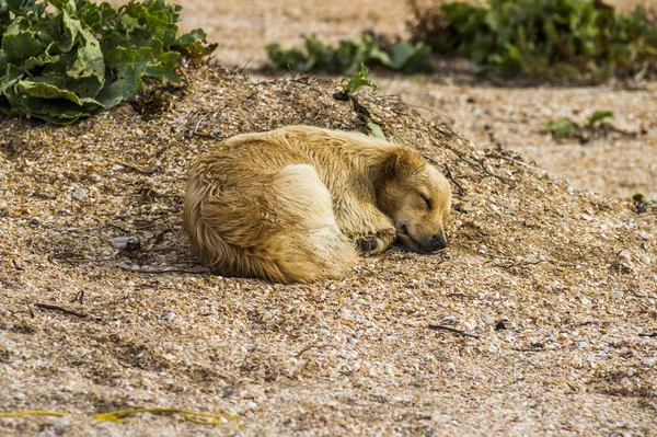 Close Mongrel Dog Sleeping Beach — Stock Photo, Image