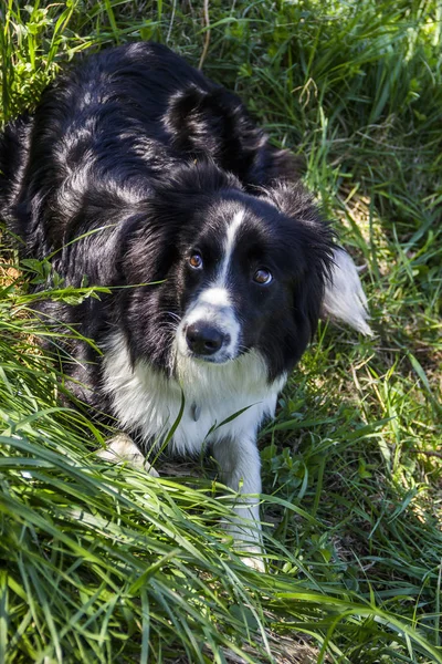 Close Bonito Fronteira Collie Sentado Grama — Fotografia de Stock