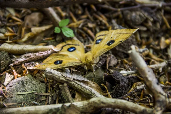 Close Big Yellow Butterfly Forest Ground — Stock Photo, Image