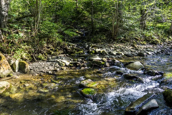 Gros Plan Petite Rivière Rapide Dans Forêt — Photo