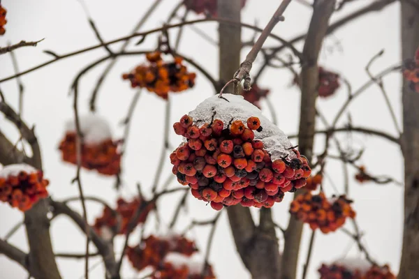 Close Red Bunches Rowanberry Winter — Stock Photo, Image