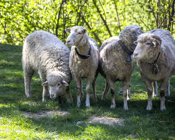 Quatre Moutons Dans Une Prairie Dans Les Montagnes — Photo