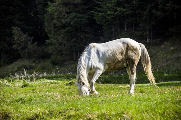 Close Cavalo Branco Comer Grama — Fotografia de Stock