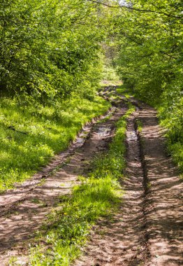 yolun ormandaki ağaçların arasındaki