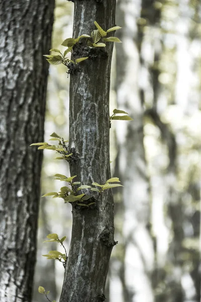 Detail Kůra Mladých Jilmu Ulmus Minor Lese — Stock fotografie