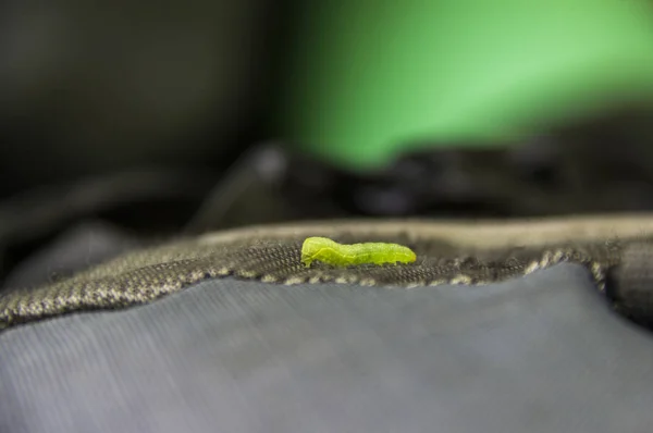 Yakın Çekim Sırt Çantası Bir Küçük Yeşil Solucan Tırtıl — Stok fotoğraf