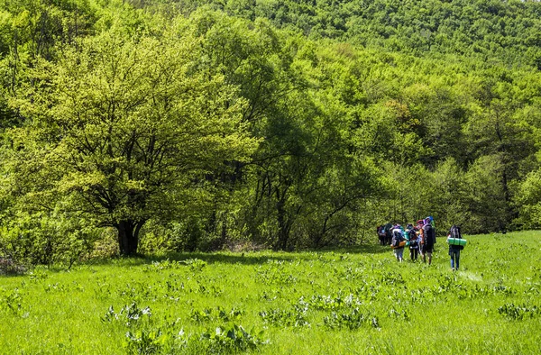 Група Туристів Ходять Лісі — стокове фото