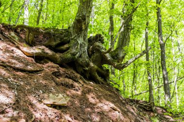 Ormanın içinde derin uçurumu