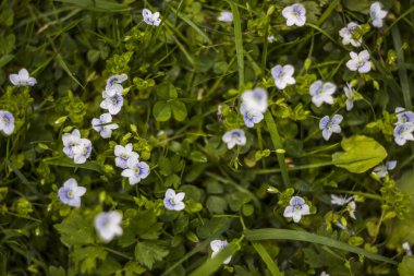 çiçek açması sürünen speedwell çiçekler
