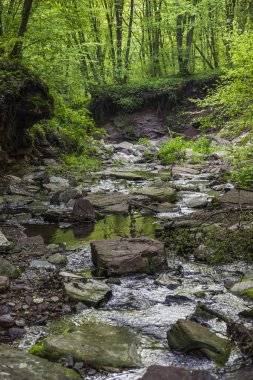 Küçük orman Nehri