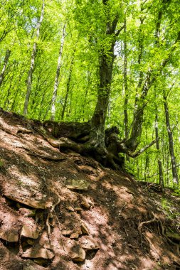 Ormanın içinde derin uçurumu