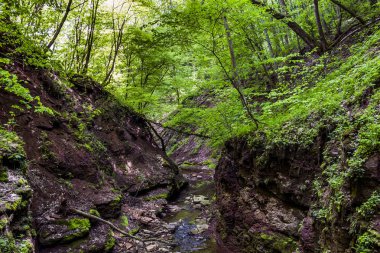 Küçük orman Nehri