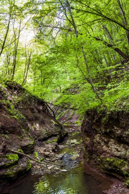 Küçük orman Nehri
