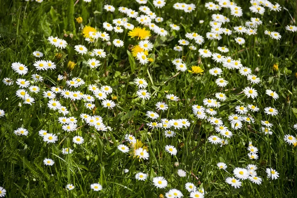 Blühende Kamillenblüten — Stockfoto