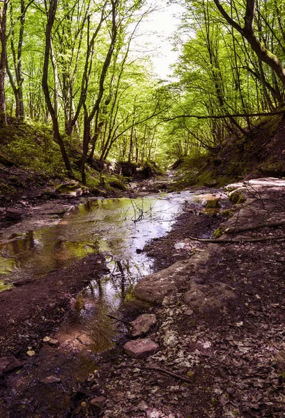 Liten skog floden — Stockfoto